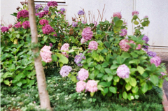 表花壇の紫陽花。。。