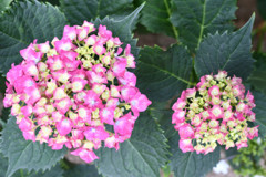 濃いピンクの紫陽花