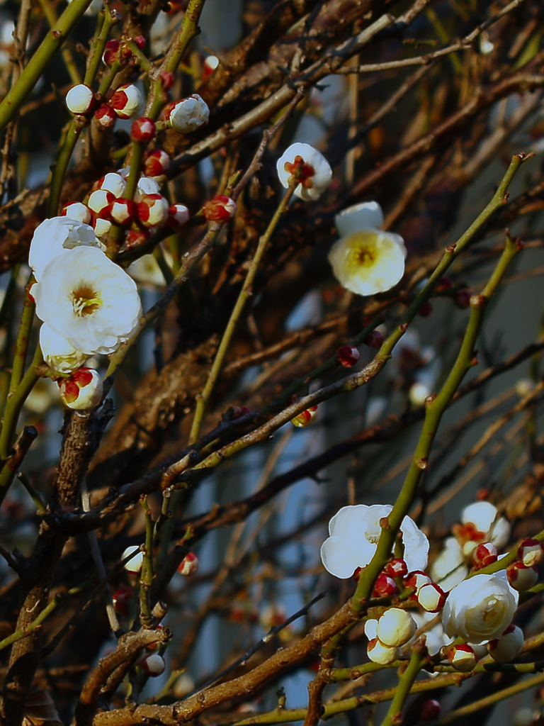 白梅開く。。。