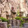 桜花傘の羅漢様。。。