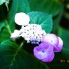 もう最後かな。。。