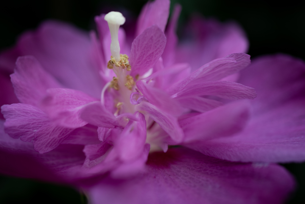 花弁が舞う