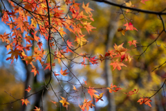 紅葉。。。