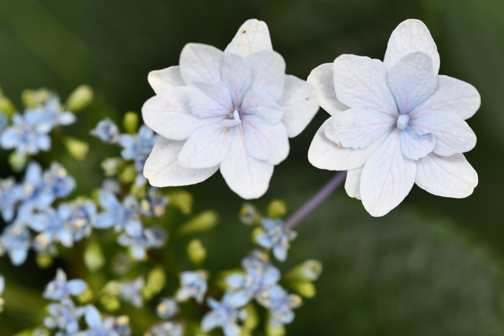 双子の紫陽花
