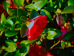 こうべを垂れて。。。乙女ツバキ