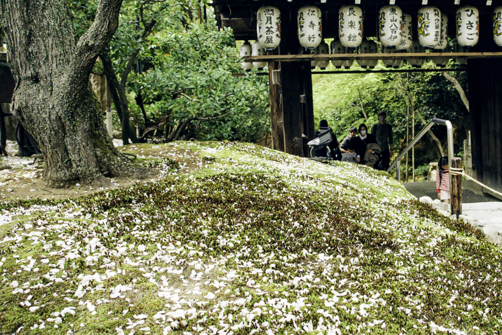 落ち花の絨毯