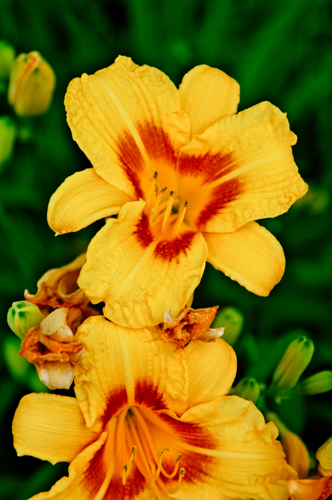 デイリリー（２）