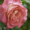 バラの花