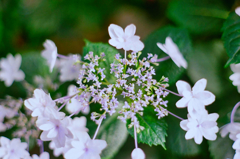 花芯はもう散り始めてる