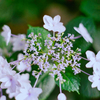 花芯はもう散り始めてる