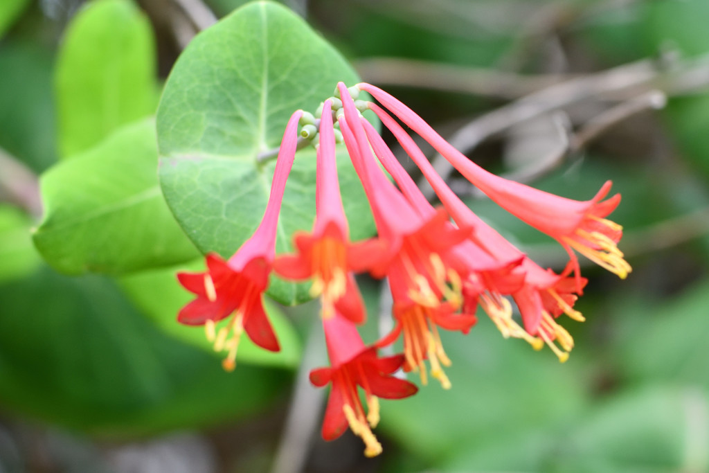 赤い管楽器の花