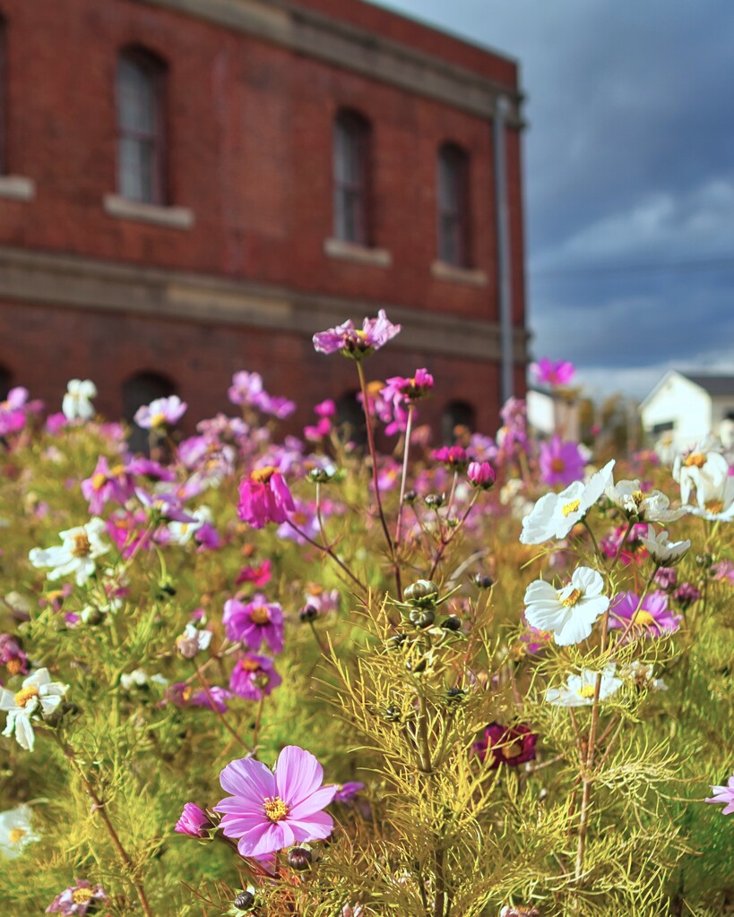 コスモスに囲まれて