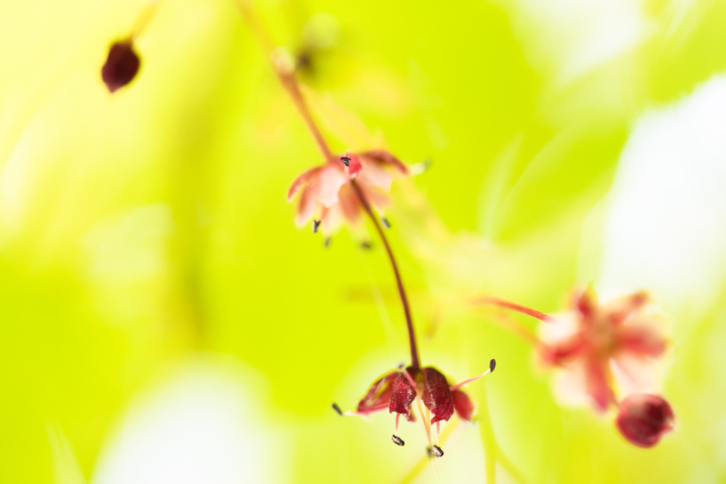 モミジの花が春風に揺れて。。。