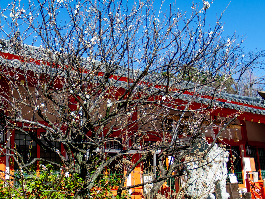 神社の梅