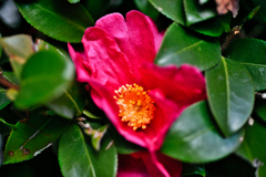 一輪一凛として