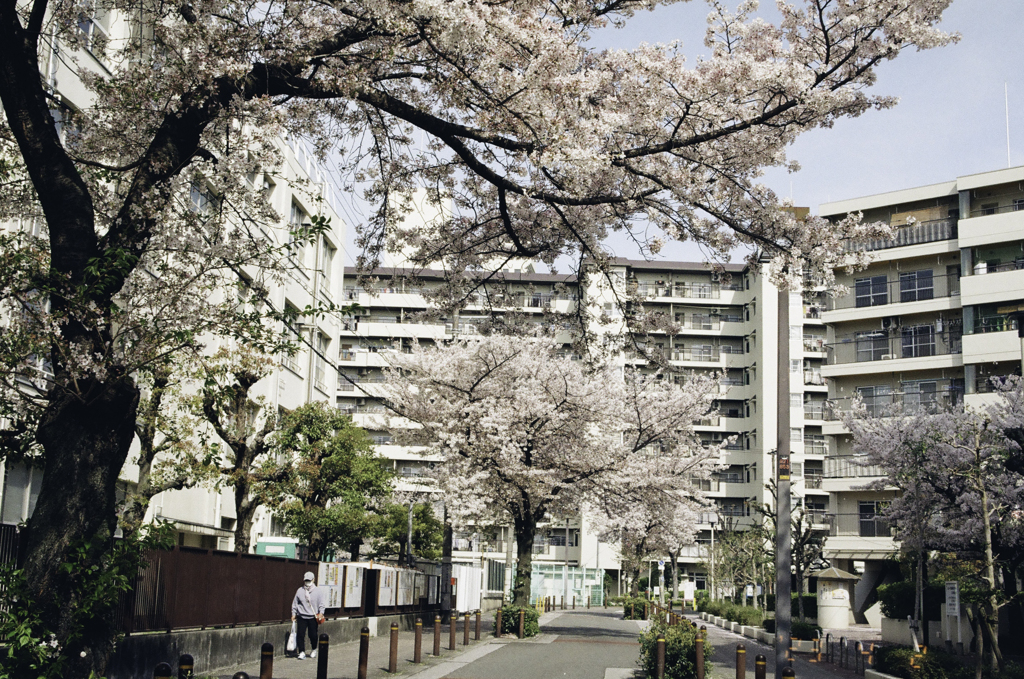 道路にかかって、桜