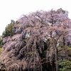 大枝垂れ桜。。。終わりか。