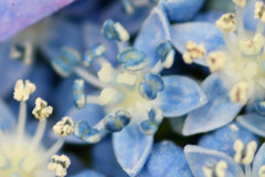 紫陽花―青い金平糖