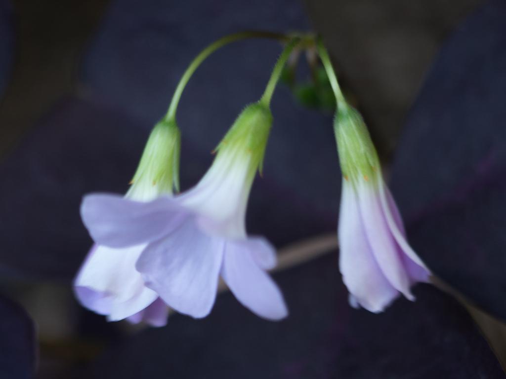 清楚に花弁が垂れる