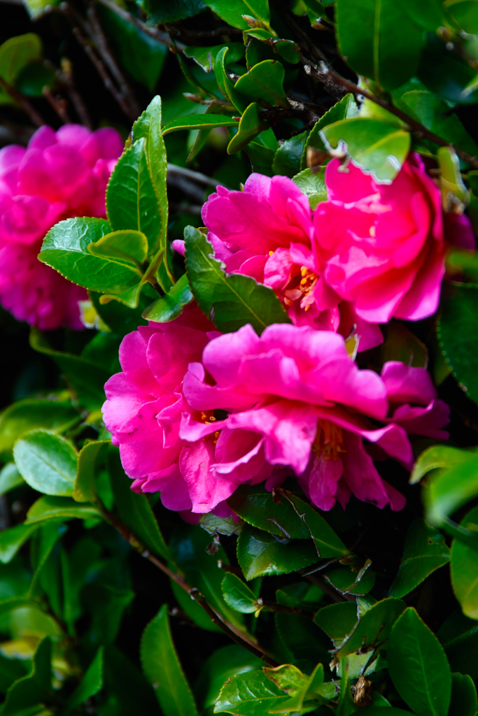 赤い山茶花