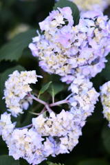 向暑にあじさい_20190526