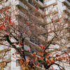 マンションの紅葉桜木