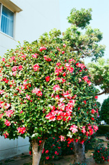 オトメツバキ１本