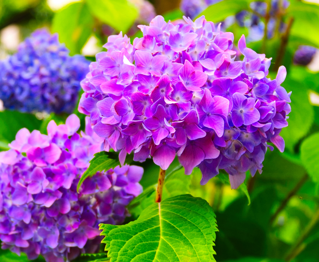 アジサイ（１）