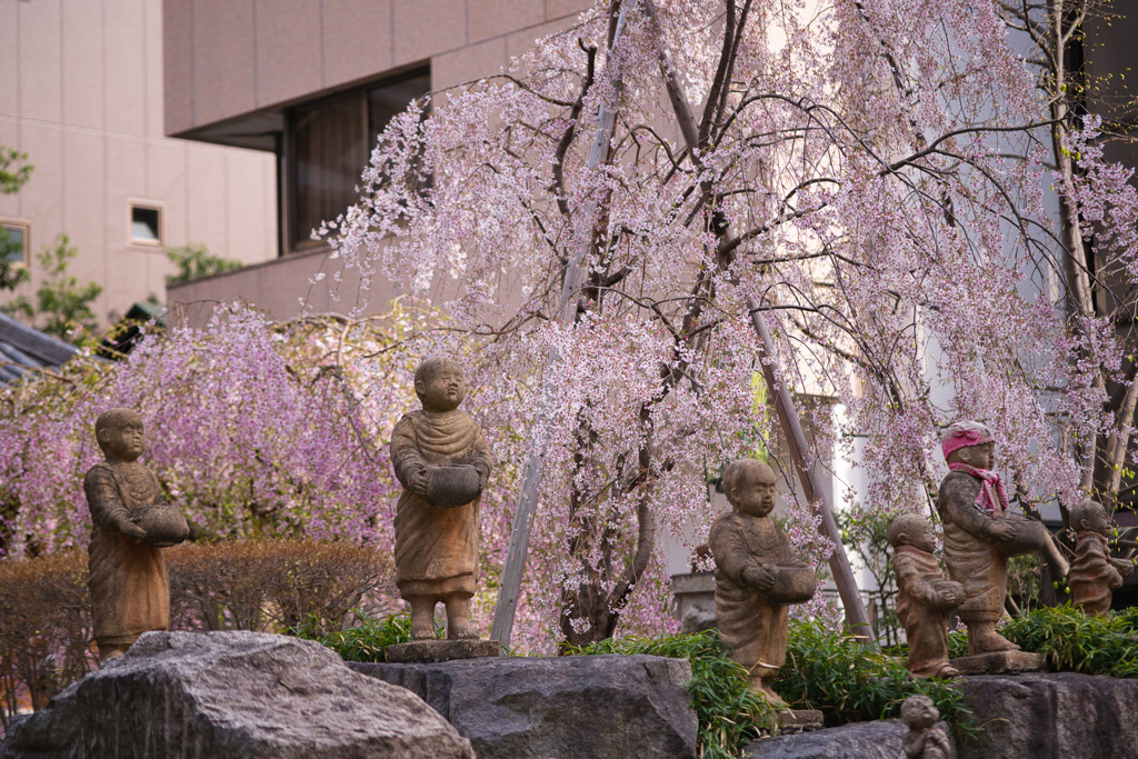 六角堂　十六羅漢と枝垂れ桜（１）