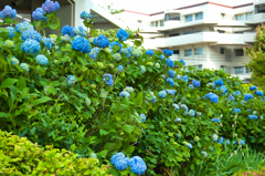 マンションの紫陽花