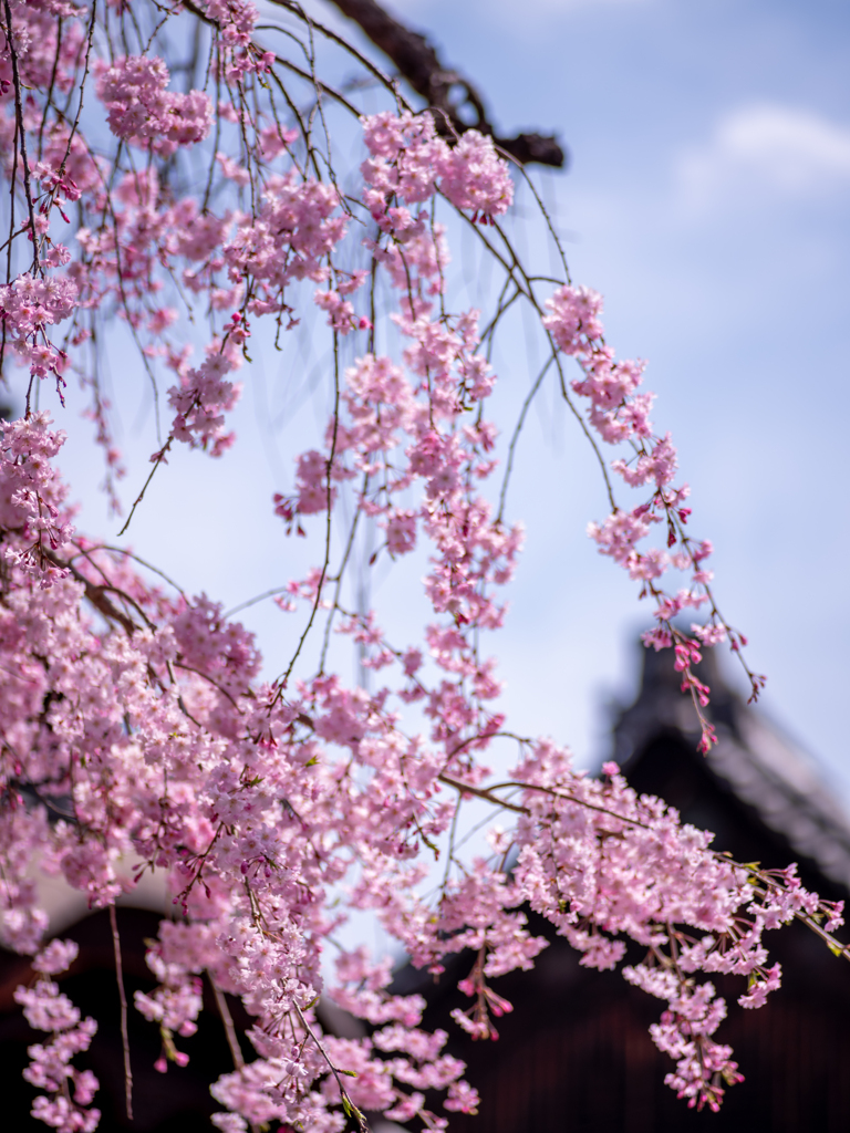 醍醐寺　三宝院　枝垂桜（２）