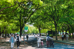 爽やかな木漏れ陽