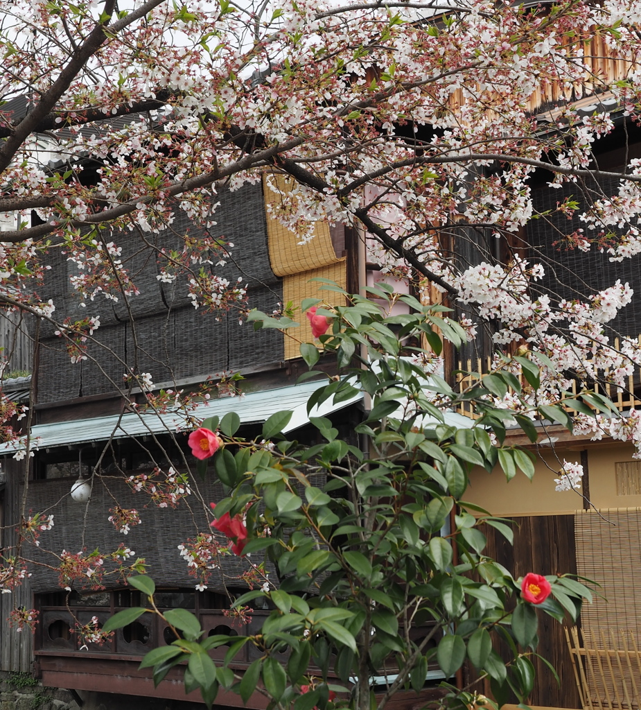 祇園白川05_桜と椿