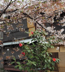 祇園白川05_桜と椿