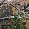 祇園白川05_桜と椿
