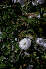 白い椿花