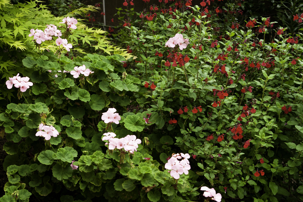 花壇の寄せ植え