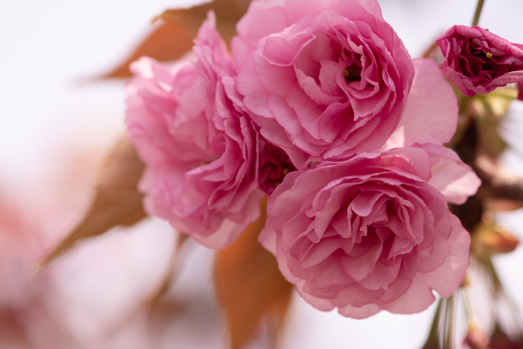 次は八重桜