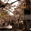 高瀬川にかかる桜