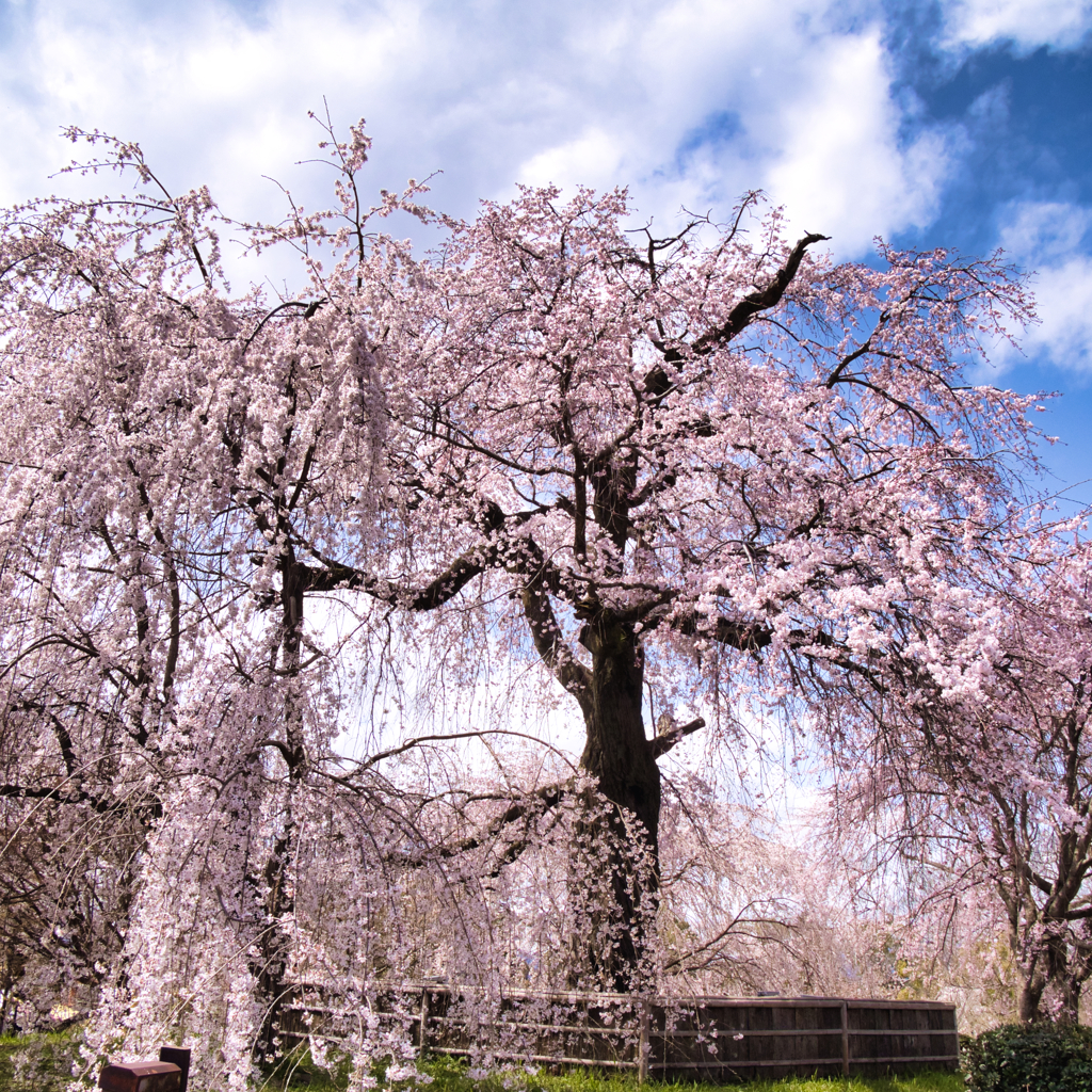 祇園枝垂れ桜（３）