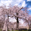 祇園枝垂れ桜（３）