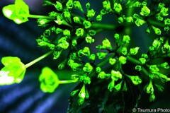 これが白い花になる。。。