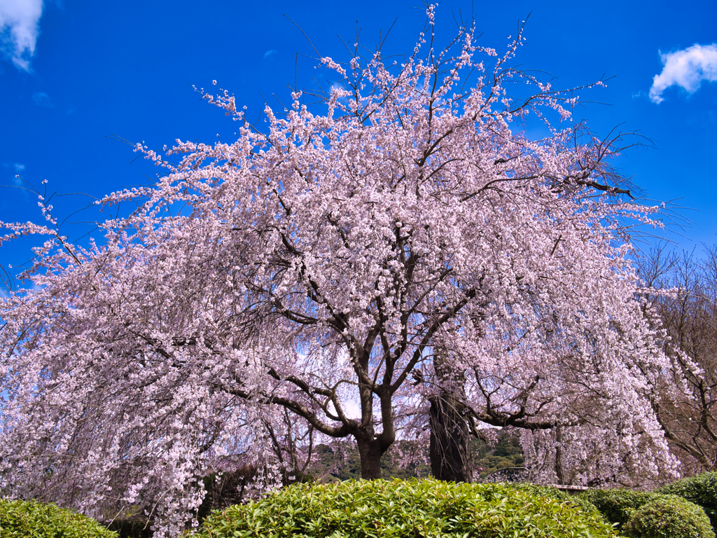 祇園枝垂れ桜（１）