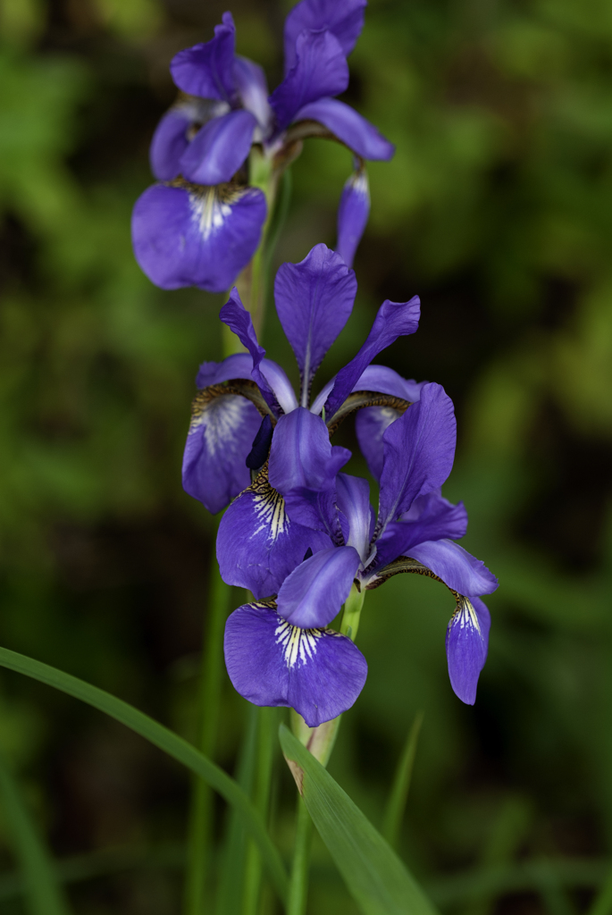 菖蒲。。。節句