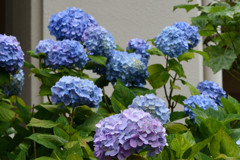 アオムラサキの紫陽花