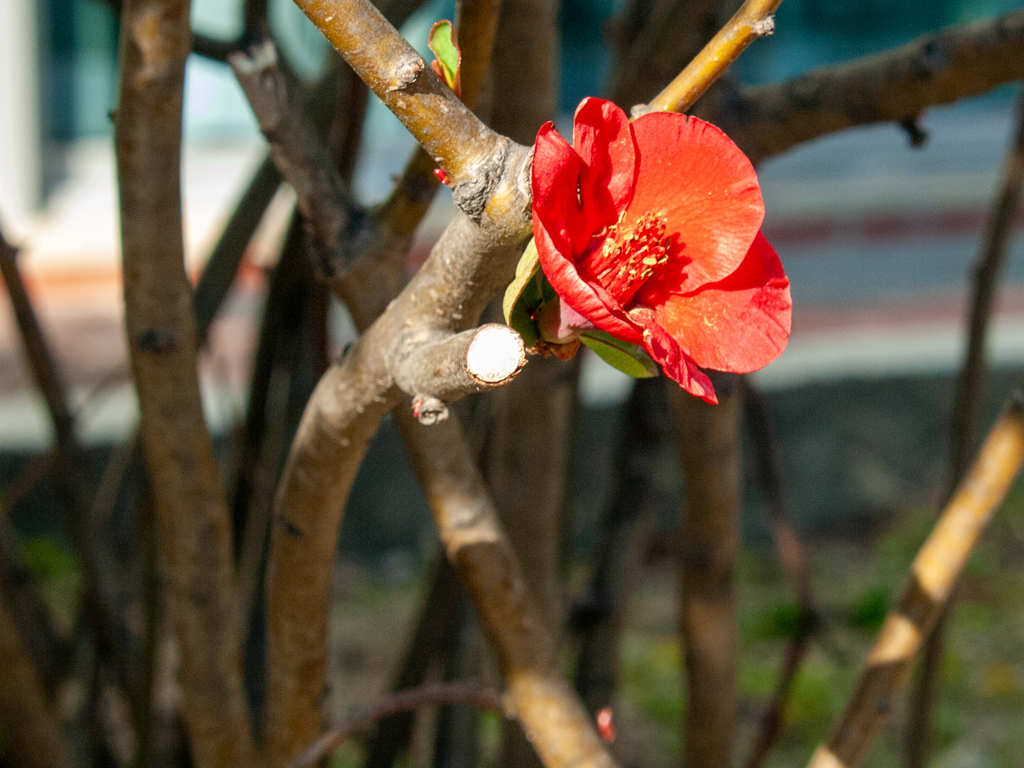 紅梅一輪