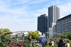 中之島バラ園 (8)