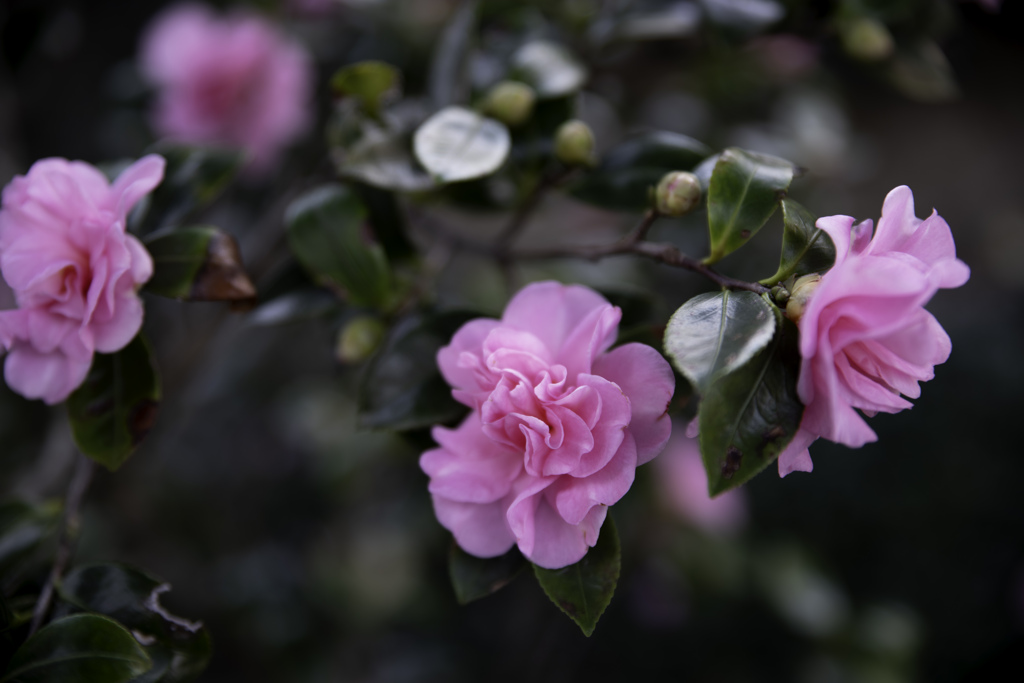 ザンカが咲いた