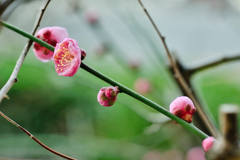 何とも可愛い。