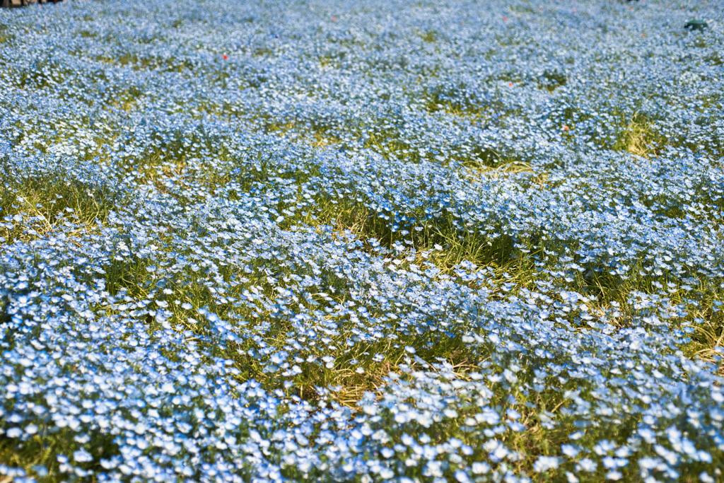 青いお花の絨毯